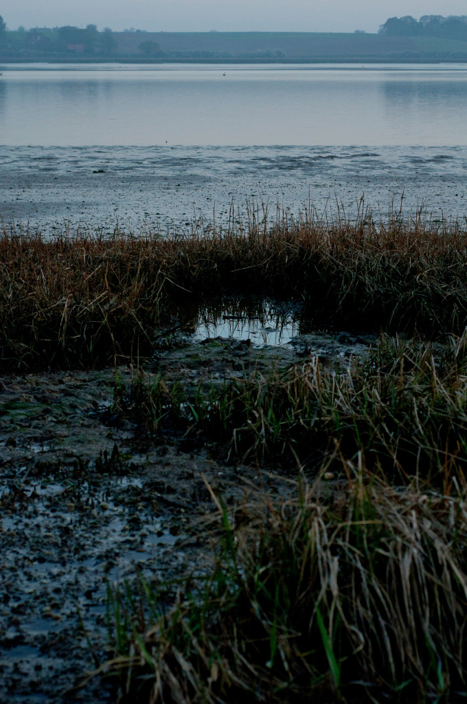 shoreline, dusk, england, suffolk, river, reeds, river orwell, george orwell, water, landscape,