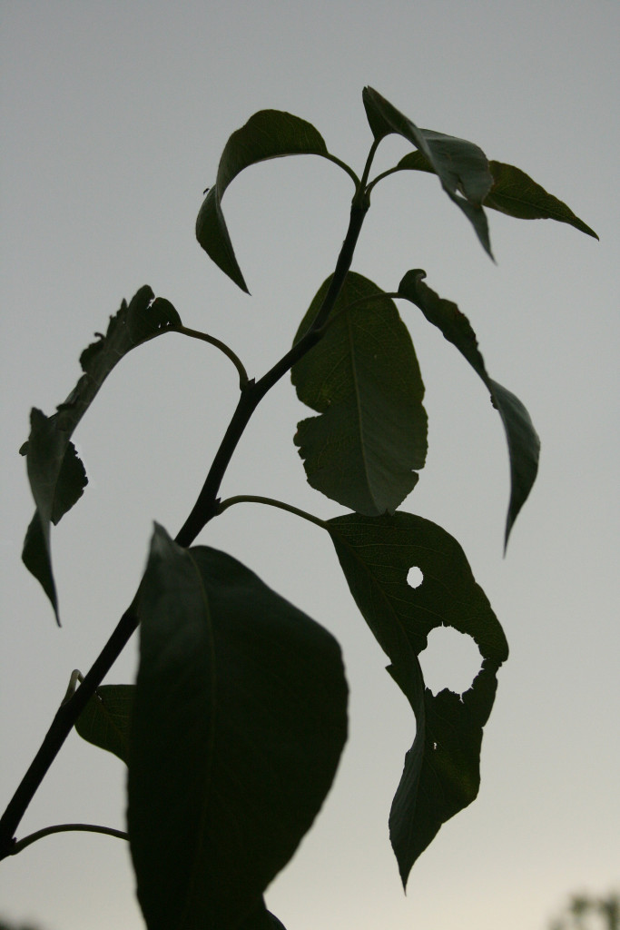 hole in leaf, leafy, branch, silhouette, dusk, hole, summer, garden, evening,