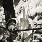 Aloe