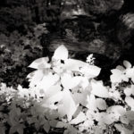 infrared-forest-plant