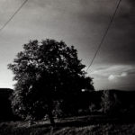 tree-after-lean