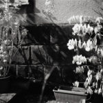 my fathers plants