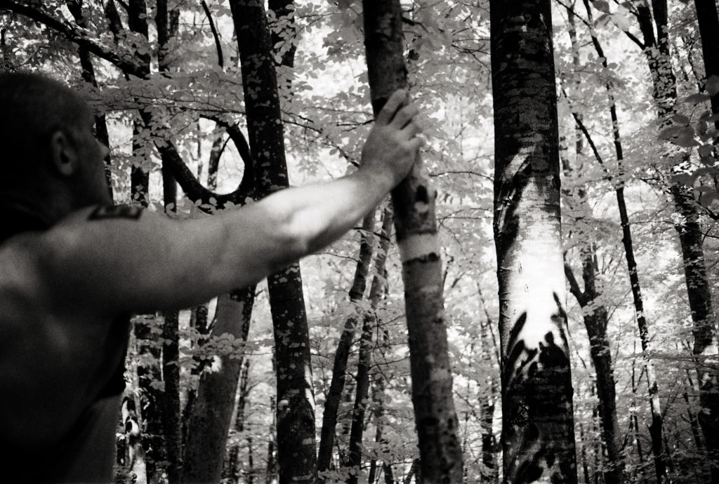 The Tree Giant
