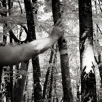 The Tree Giant
