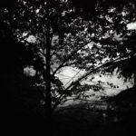 small-tree-darkness