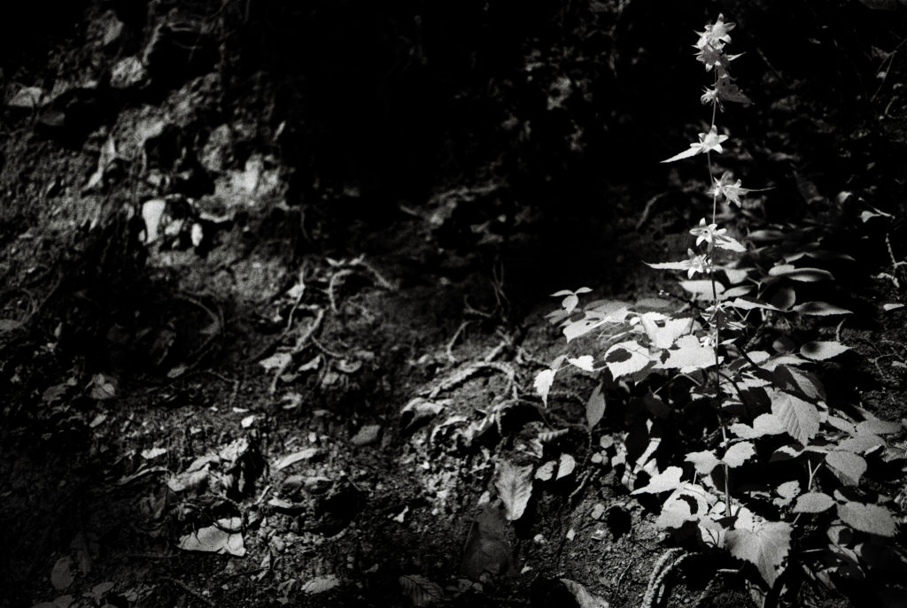 Weed, soil, earth, forest, plant, wild flower, Italy, Mountain.